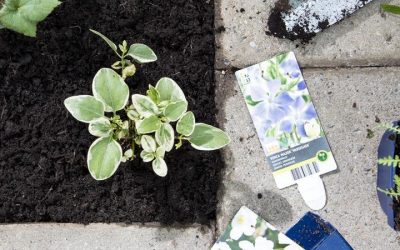 BIODIVERSITEITS CAMPAGNE INTRATUIN x BLYDE BENELUX