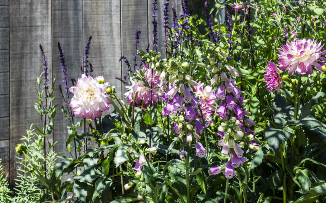 BIODIVERSITEIT: OVER DE BLOEMETJES EN BIJTJES 